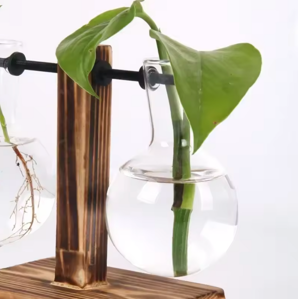 Hydrokultur Pflanze Terrarium Vase Dekoration Tischdeko Pflanzentopf