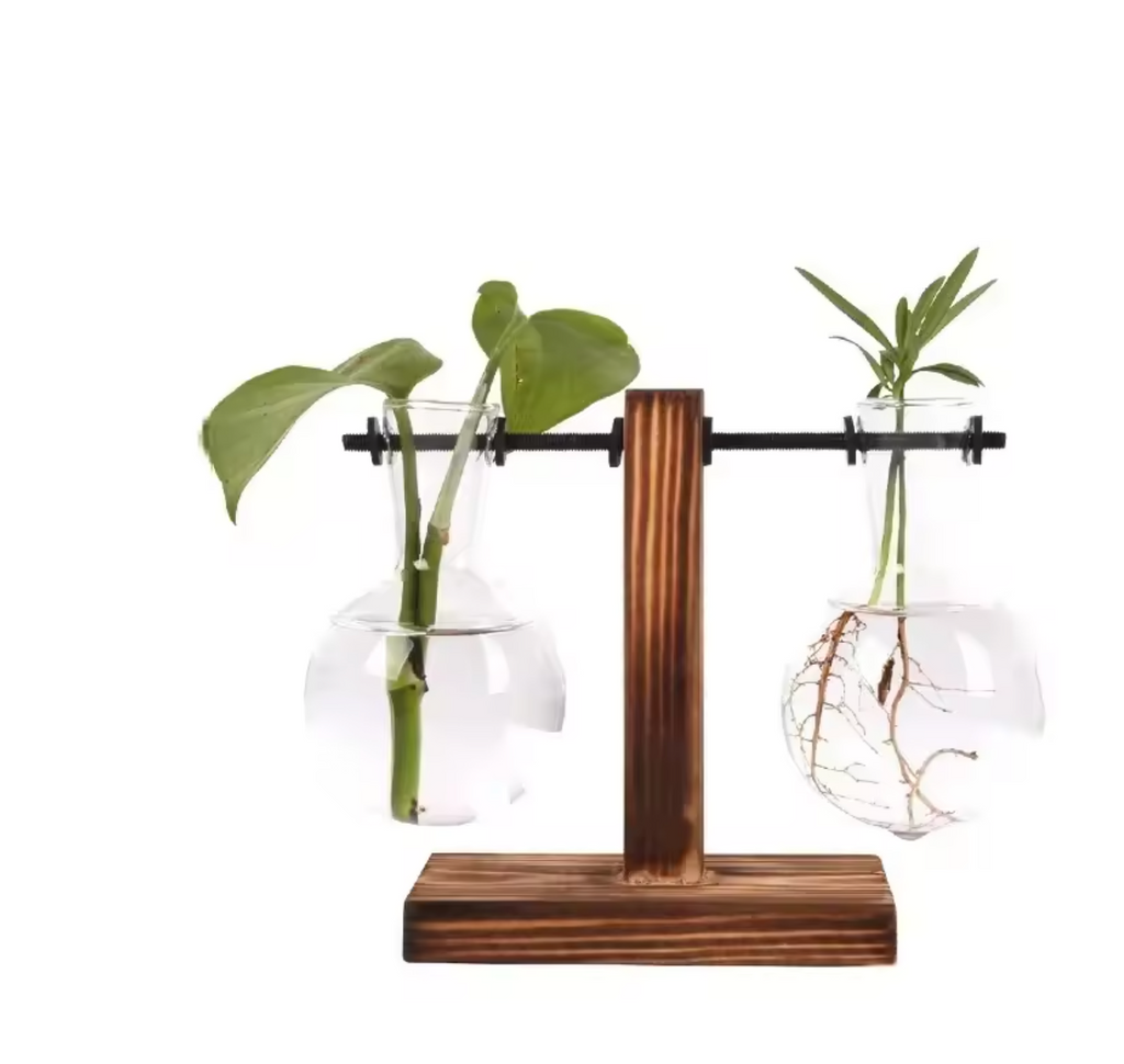 Hydrokultur Pflanze Terrarium Vase Dekoration Tischdeko Pflanzentopf