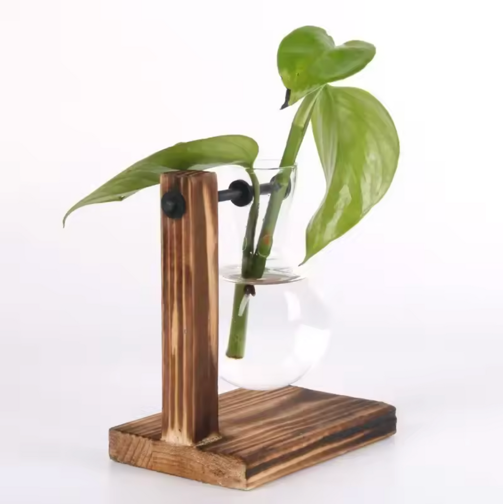 Hydrokultur Pflanze Terrarium Vase Dekoration Tischdeko Pflanzentopf