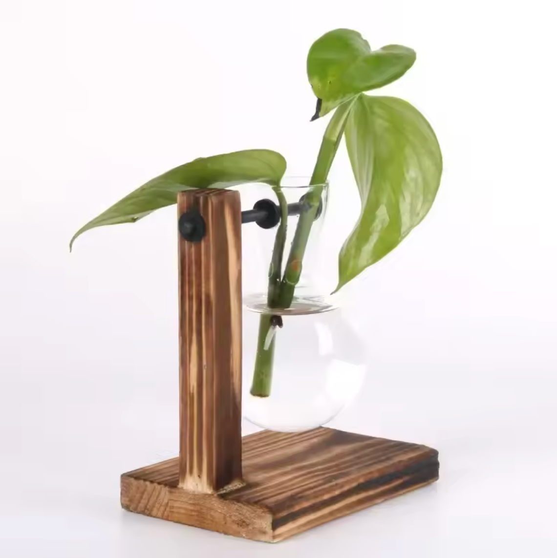 Hydrokultur Pflanze Terrarium Vase Dekoration Tischdeko Pflanzentopf