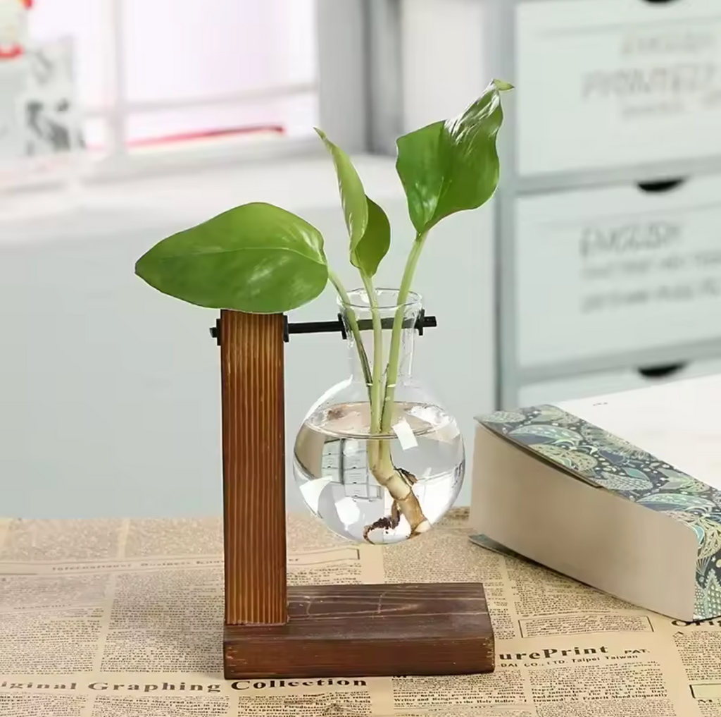 Hydrokultur Pflanze Terrarium Vase Dekoration Tischdeko Pflanzentopf