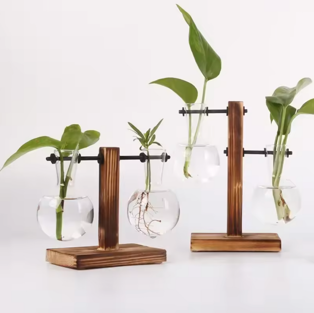 Hydrokultur Pflanze Terrarium Vase Dekoration Tischdeko Pflanzentopf